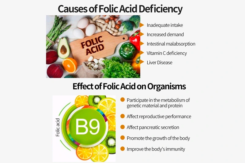 Vitamin B9 Folic Acid Powder in Nutritional Supplements 59-30-3